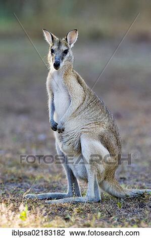 Stock Image - Agile wallaby, sandy wallaby (Macropus agilis), Northern Territory, Australia, Oceania. Fotosearch