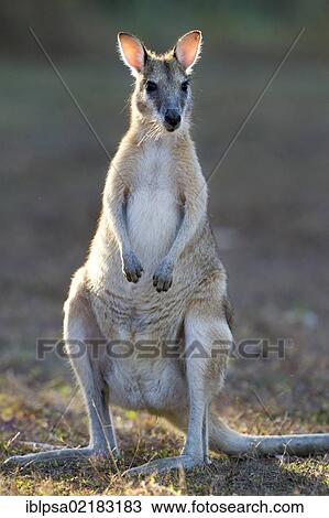 Stock Image - Agile wallaby, sandy wallaby (Macropus agilis), Northern Territory, Australia, Oceania. Fotosearch