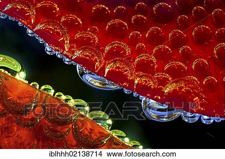 Air bubbles on petals View Large Photo Image Picture - Air bubbles on petals. Fotosearch