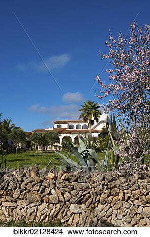 Picture - Almond blossom at a finca near Santanyi in Majorca, Balearic Islands, Spain, Europe. Fotosearch