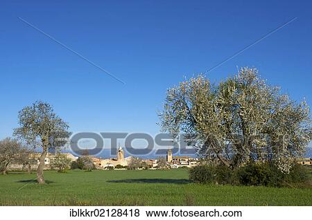 Stock Photo - Almond blossom in Algaida, Majorca, Balearic Islands, Spain, Europe. Fotosearch