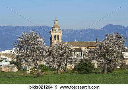 Stock Photo - Almond blossom in Algaida, Majorca, Balearic Islands, Spain, Europe. Fotosearch