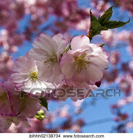 Almond blossoms (Prunus dulcis), Erfurt, Thuringia, Germany, Europe View Large Photo Image Picture - Almond blossoms (Prunus dulcis), Erfurt, Thuringia, Germany, Europe. Fotosearch