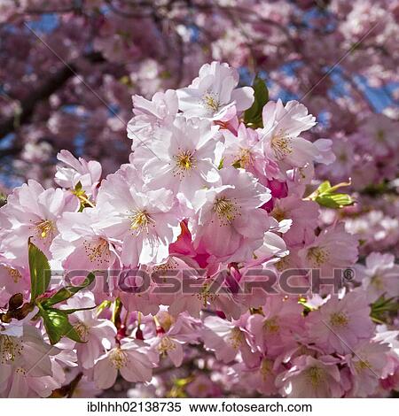 Almond blossoms (Prunus dulcis), Erfurt, Thuringia, Germany, Europe View Large Photo Image Stock Photography - Almond blossoms (Prunus dulcis), Erfurt, Thuringia, Germany, Europe. Fotosearch
