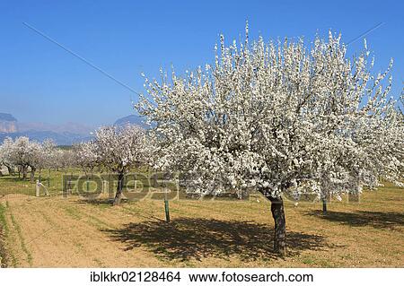 Picture - Almond orchard in Majorca, Balearic Islands, Spain, Europe. Fotosearch