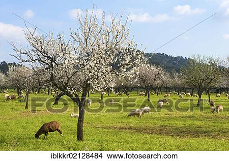 Almond tree plantation, Serra de Tramuntana, Majorca, Balearic Islands, Spain, Europe View Large Photo Image Picture - Almond tree plantation, Serra de Tramuntana, Majorca, Balearic Islands, Spain, Europe. Fotosearch