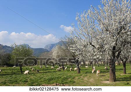 Almond tree plantation, Serra de Tramuntana, Majorca, Balearic Islands, Spain, Europe View Large Photo Image Stock Photography - Almond tree plantation, Serra de Tramuntana, Majorca, Balearic Islands, Spain, Europe. Fotosearch