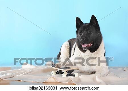 Stock Image - American Akita, its paw on a mini skateboard. Fotosearch
