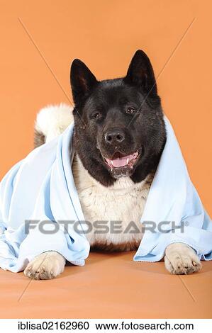 Stock Image - American Akita, lying under a blue blanket. Fotosearch