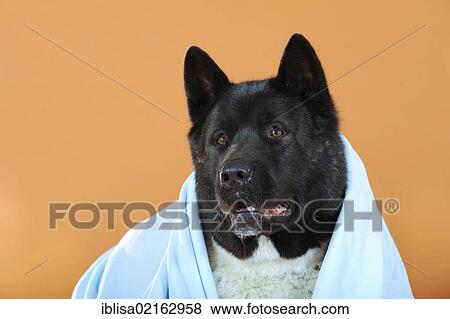 Stock Photo - American Akita, under a blue blanket. Fotosearch
