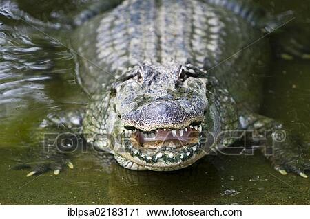 Stock Image - American alligator (Alligator mississippiensis), Crocodylus Park, Darwin, Northern Territory, Australia, Oceania. Fotosearch