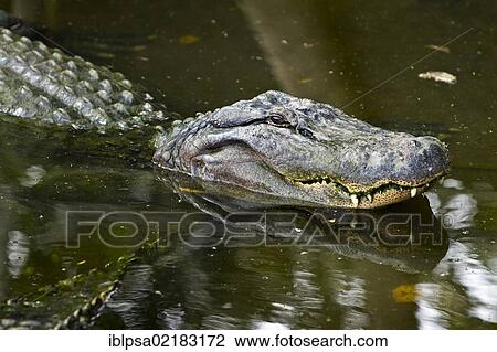 Stock Image - American alligator (Alligator mississippiensis), Crocodylus Park, Darwin, Northern Territory, Australia, Oceania. Fotosearch