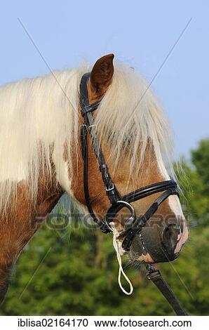 Stock Image - American Shetland Pony, portrait. Fotosearch