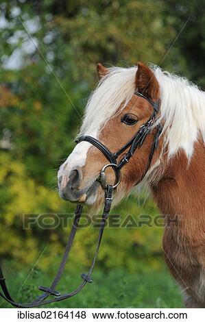 Stock Photo - American Shetland Pony, portrait. Fotosearch