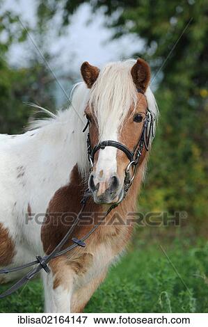 Stock Photo - American Shetland Pony. Fotosearch