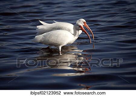American White Ibis (Eudocimus albus), Marathon, Florida Keys, Florida, USA, North America View Large Photo Image Stock Image - American White Ibis (Eudocimus albus), Marathon, Florida Keys, Florida, USA, North America. Fotosearch