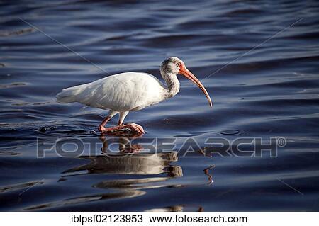 American White Ibis (Eudocimus albus), Marathon, Florida Keys, Florida, USA, North America View Large Photo Image Stock Image - American White Ibis (Eudocimus albus), Marathon, Florida Keys, Florida, USA, North America. Fotosearch