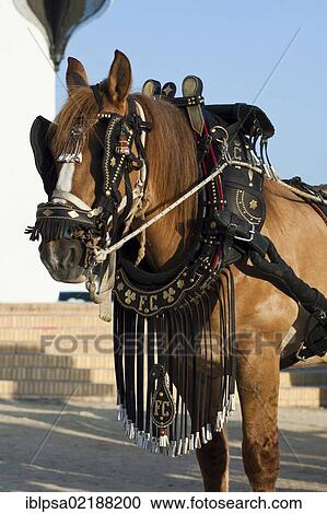 Andalusian horse in harness, El Rocio, Almonte, Huelva province, Andalusia, Spain, Europe View Large Photo Image Stock Image - Andalusian horse in harness, El Rocio, Almonte, Huelva province, Andalusia, Spain, Europe. Fotosearch