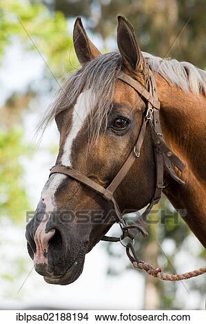 Andalusian horse, portrait, El Rocio, Almonte, Huelva province, Andalusia, Spain, Europe View Large Photo Image Picture - Andalusian horse, portrait, El Rocio, Almonte, Huelva province, Andalusia, Spain, Europe. Fotosearch