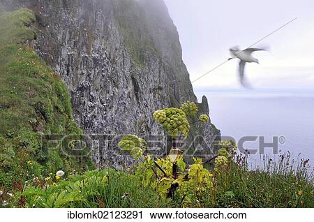 Angelica (Angelica archangelica), gull, cliff, Hornbjarg, Hornstrandir, Westfjords, Iceland, Europe View Large Photo Image Stock Image - Angelica (Angelica archangelica), gull, cliff, Hornbjarg, Hornstrandir, Westfjords, Iceland, Europe. Fotosearch