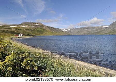 Stock Image - Angelica (Angelica archangelica), old house, Hesteyri, Hesteyrarfjoerður or Joekulfirðir, Hornstrandir hiking paradise, Westfjords, Iceland, Europe. Fotosearch