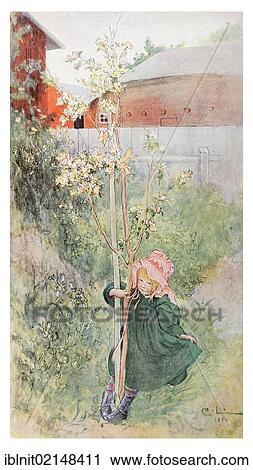 Apple Blossoms, illustration in The House in the Sun by Carl Larsson, 1917 View Large Photo Image Stock Image - Apple Blossoms, illustration in The House in the Sun by Carl Larsson, 1917. Fotosearch