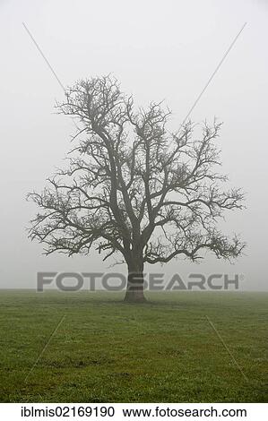 Apple tree in the autumn mist, Hegau, Constance district, Baden-Wuerttemberg, Germany, Europe View Large Photo Image Stock Image - Apple tree in the autumn mist, Hegau, Constance district, Baden-Wuerttemberg, Germany, Europe. Fotosearch