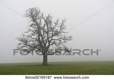 Stock Photo - Apple tree in the autumn mist, Hegau, Constance district, Baden-Wuerttemberg, Germany, Europe. Fotosearch