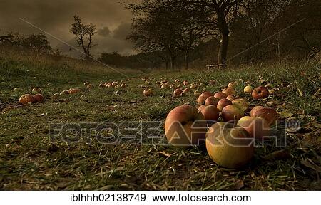 Apples (Malus) on the edge of a field, Erfurt, Thuringia, Germany, Europe View Large Photo Image Stock Photo - Apples (Malus) on the edge of a field, Erfurt, Thuringia, Germany, Europe. Fotosearch