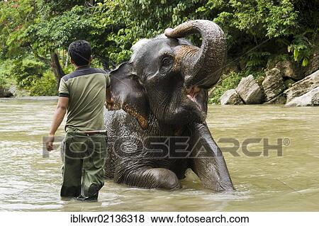 Stock Photo - Asian Elephant (Elephas maximus) bathing with a mahout, Tangkahan, on the border of Gunung Leuser National Park, Sumatra, Indonesia, Asia. Fotosearch
