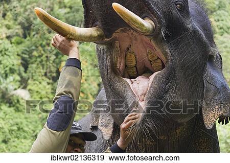 Stock Photo - Asian elephant (Elephas maximus) with its mouth being held open by a mahout, Tangkahan, on the border of Gunung Leuser National Park, Sumatra, Indonesia, Asia. Fotosearch