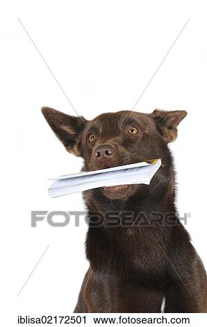 Stock Image - Australian Kelpie, chocolate colour, holding a book in its mouth, portrait. Fotosearch