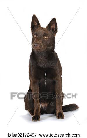 Australian Kelpie, chocolate colour, sitting down View Large Photo Image Stock Photo - Australian Kelpie, chocolate colour, sitting down. Fotosearch