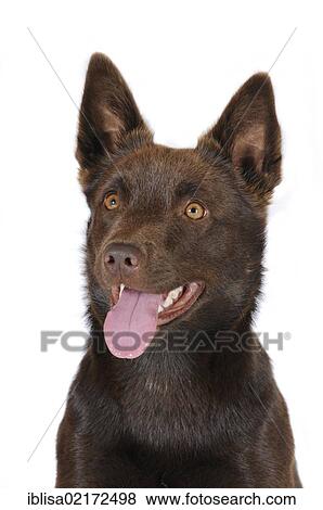 Stock Photo - Australian Kelpie, chocolate colour, portrait. Fotosearch