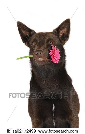 Australian Kelpie, chocolate colour, holding pink gerbera in its mouth, portrait View Large Photo Image Stock Photo - Australian Kelpie, chocolate colour, holding pink gerbera in its mouth, portrait. Fotosearch