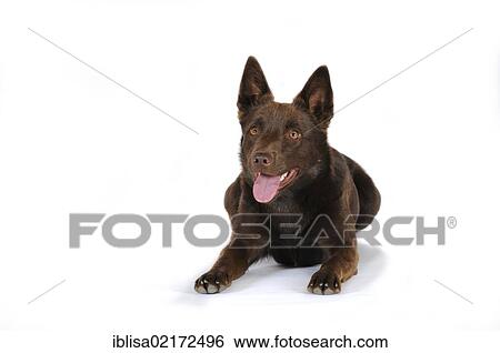 Australian Kelpie, chocolate colour, lying down View Large Photo Image Stock Photograph - Australian Kelpie, chocolate colour, lying down. Fotosearch