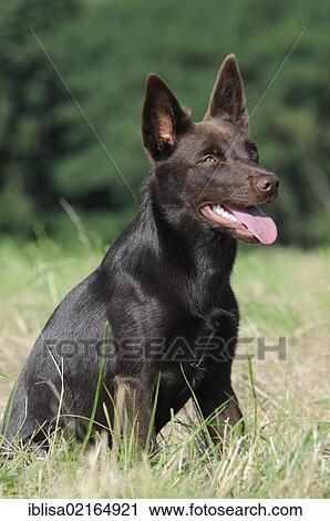 Australian Kelpie, chocolate coloured, sitting in a meadow View Large Photo Image Stock Image - Australian Kelpie, chocolate coloured, sitting in a meadow. Fotosearch