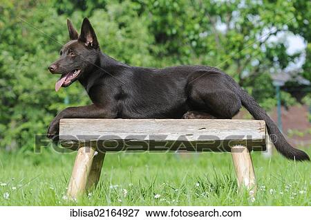 Australian Kelpie, chocolate coloured, lying on a wooden bench View Large Photo Image Stock Photo - Australian Kelpie, chocolate coloured, lying on a wooden bench. Fotosearch