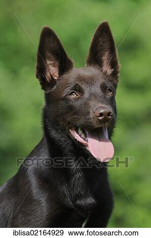 Australian Kelpie, chocolate coloured, portrait View Large Photo Image Stock Photo - Australian Kelpie, chocolate coloured, portrait. Fotosearch