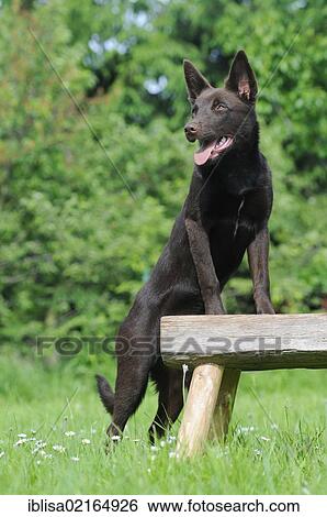 Australian Kelpie, chocolate coloured, standing halfway on a wooden bench View Large Photo Image Stock Photograph - Australian Kelpie, chocolate coloured, standing halfway on a wooden bench. Fotosearch