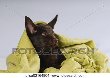 Australian Kelpie puppy, chocolate coloured, lying under a blanket View Large Photo Image Picture - Australian Kelpie puppy, chocolate coloured, lying under a blanket. Fotosearch