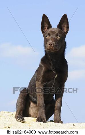 Stock Image - Australian Kelpie puppy, chocolate coloured, sitting on sand. Fotosearch
