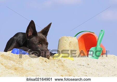 Australian Kelpie puppy, chocolate coloured, lying on sand beside sand toys View Large Photo Image Stock Image - Australian Kelpie puppy, chocolate coloured, lying on sand beside sand toys. Fotosearch