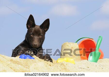 Australian Kelpie puppy, chocolate coloured, lying on sand beside sand toys View Large Photo Image Stock Image - Australian Kelpie puppy, chocolate coloured, lying on sand beside sand toys. Fotosearch