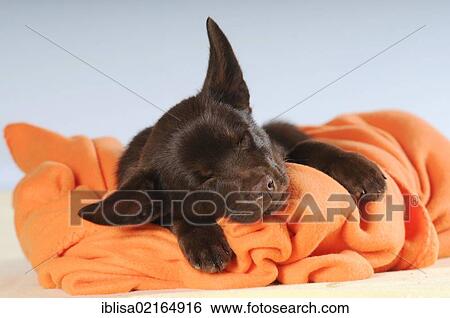 Australian Kelpie puppy, chocolate coloured, sleeping on an orange blanket View Large Photo Image Stock Photograph - Australian Kelpie puppy, chocolate coloured, sleeping on an orange blanket. Fotosearch