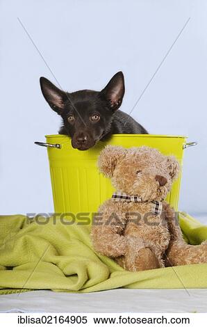 Australian Kelpie puppy, chocolate coloured, sitting in a green bin, next to a teddy bear View Large Photo Image Stock Photography - Australian Kelpie puppy, chocolate coloured, sitting in a green bin, next to a teddy bear. Fotosearch