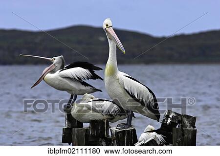 Australian Pelicans (Pelecanus conspicillatus) on wooden pylons, Walpole, Western Australia View Large Photo Image Stock Image - Australian Pelicans (Pelecanus conspicillatus) on wooden pylons, Walpole, Western Australia. Fotosearch