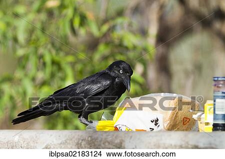 Picture - Australian raven (Corvus coronoides) stealing bread, Kakadu National Park, Northern Territory, Australia, Oceania. Fotosearch