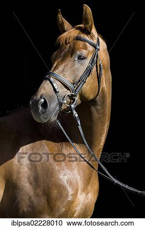 Austrian Warmblood, chestnut, portrait wearing a bridle, North Tyrol, Austria, Europe View Large Photo Image Stock Image - Austrian Warmblood, chestnut, portrait wearing a bridle, North Tyrol, Austria, Europe. Fotosearch