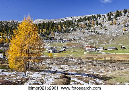 Stock Image - Autumn-coloured Larch (Larix) in the Fanes-Senes Nature Park in the Alta Pusteria Valley above Pederue, with the Lavarella Hut at the rear, Dolomites, Alto Adige, Italy, Europe. Fotosearch